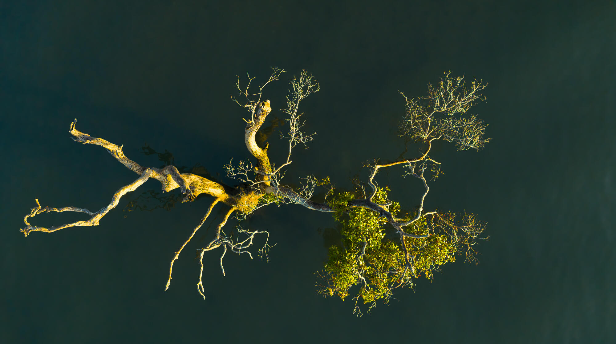 Mangrove Mangrove